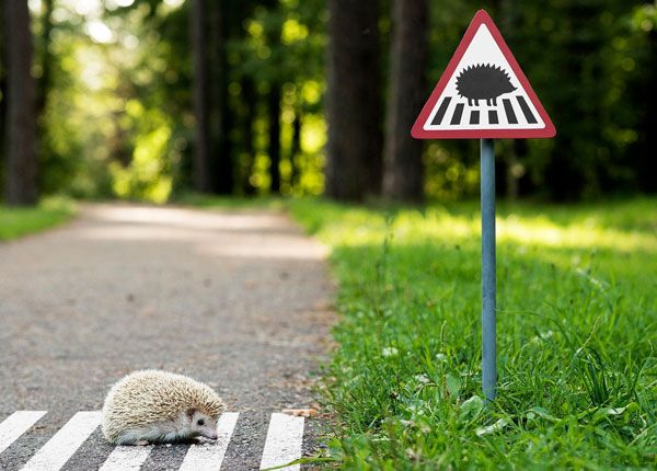 Reglas de Seguridad para Manejar con Animales en la Carretera